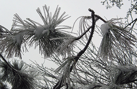 Ice coated pine